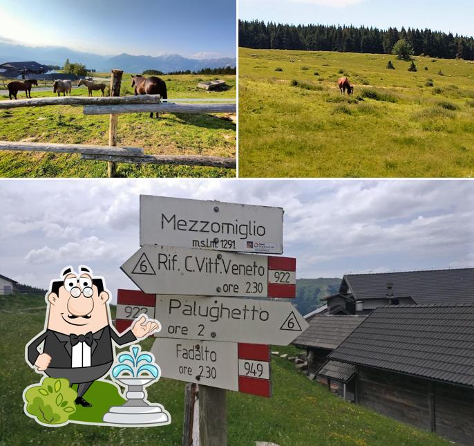 Curiosa tra gli esterni di Agriturismo Malga Mezzomiglio