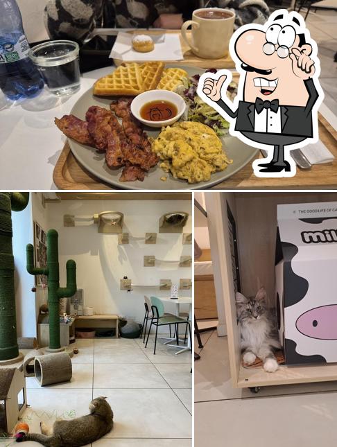 Tra le diverse cose da Miaoka Cat Cafè si possono trovare la interni e cibo