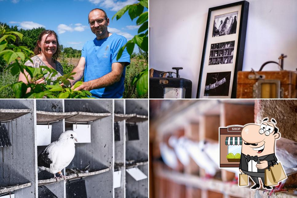 Les Pigeons du Mont Royal - Élevage de Pigeons de Chair - Ferme Auberge