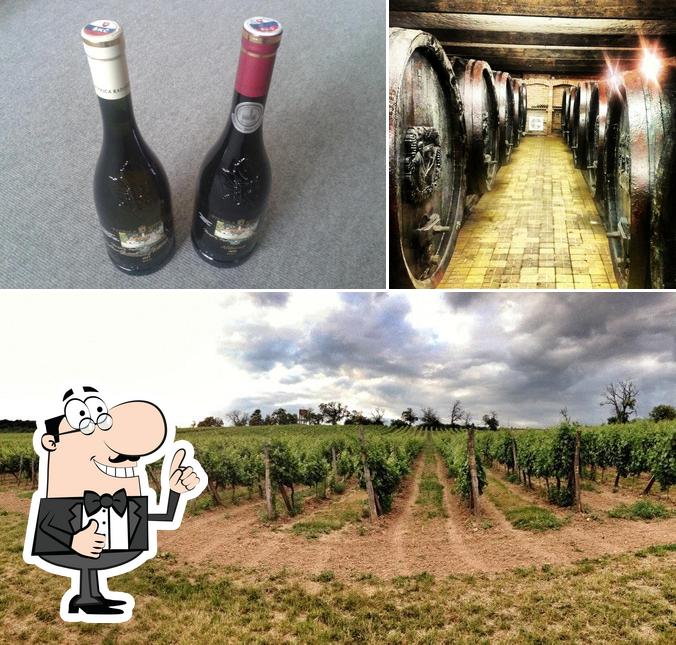 Cellar Radošina