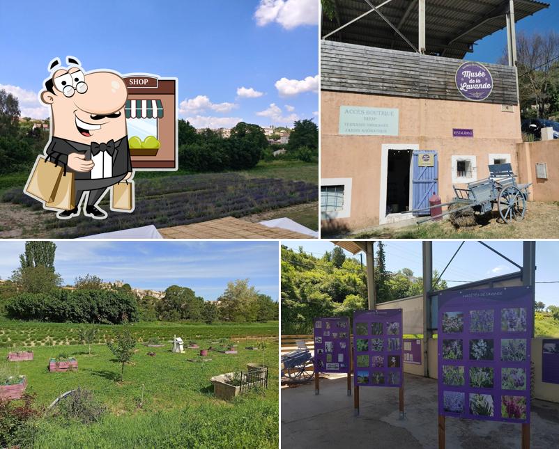 Expo lavande et son histoire