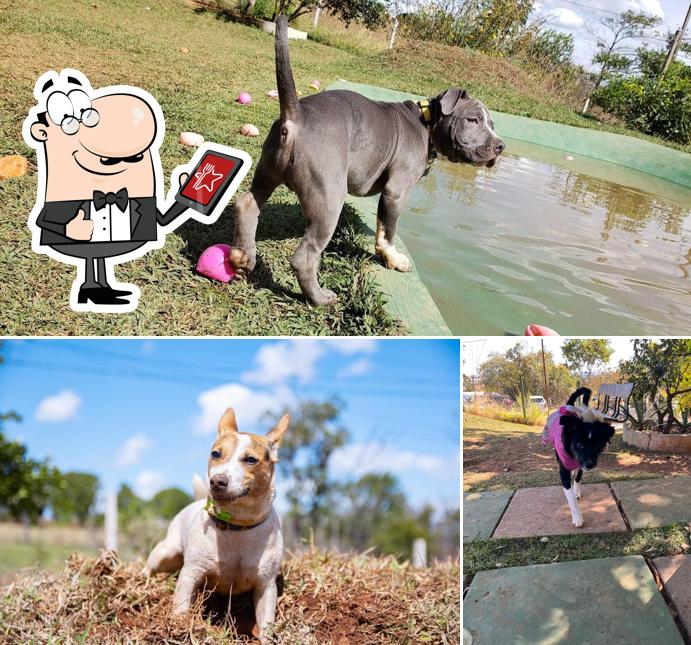 Veja imagens do exterior do DOGIN CLUB