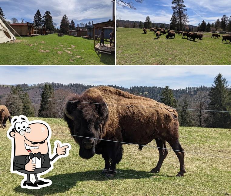 Guarda questa immagine di Christian Lecomte, Auberge des Bisons