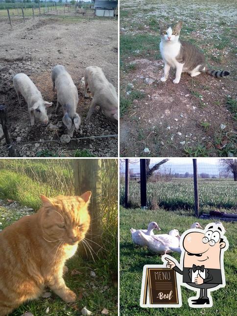 Ecco una foto di La piccola Fattoria