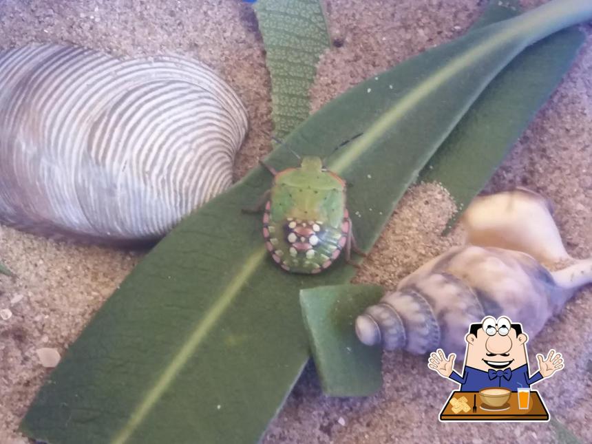 Platti al Spiaggia 30