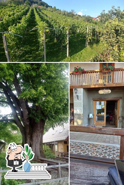 Goditi la vista dall'area esterna di Okrepčevalnica pod staro lipo Franc Stariha s.p