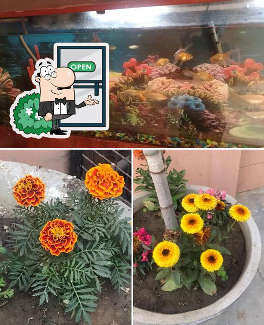 Among various things one can find exterior and food at Hotel Hot Chop