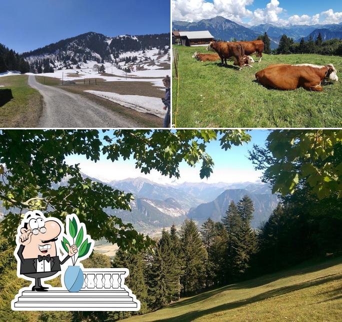 Curiosa tra l'area esterna di Stefis Bergwirtschaft