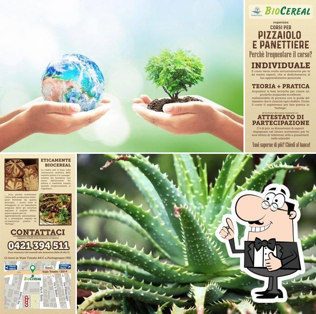 BioCereal by Sana Terra