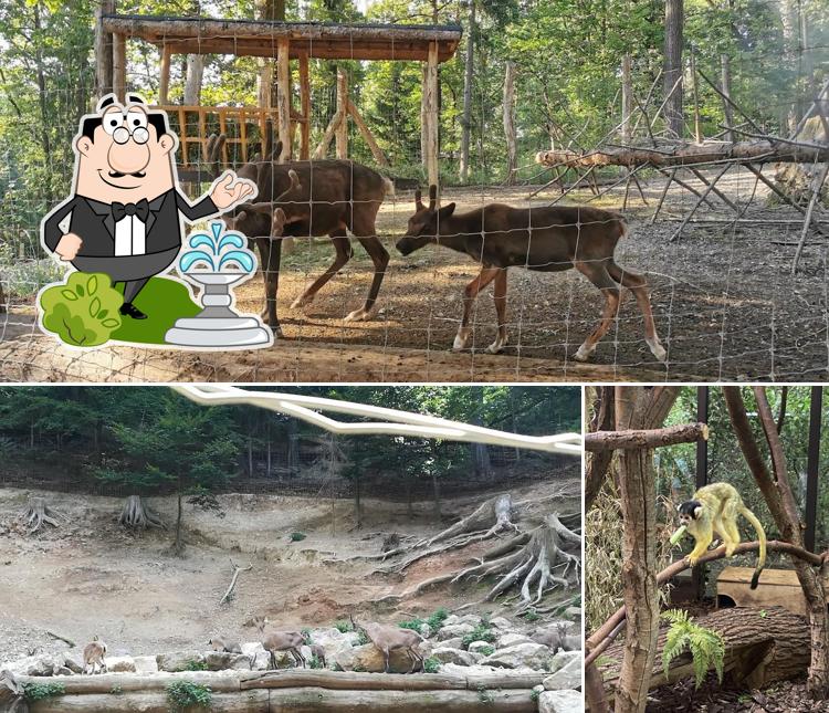 Restavracija Safari si caratterizza per la esterno e cibo