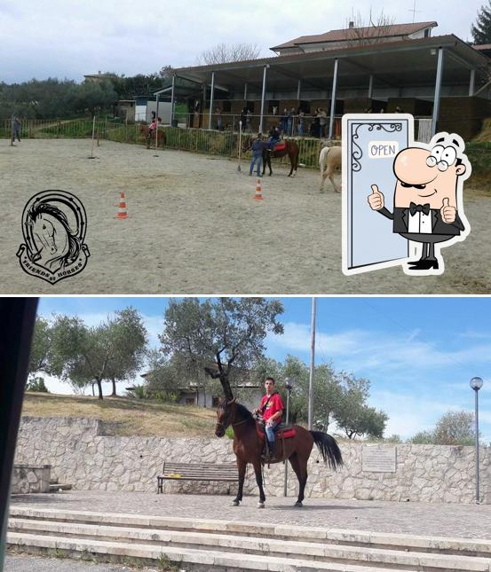 Vedi la foto di Associazione Friends of Horses