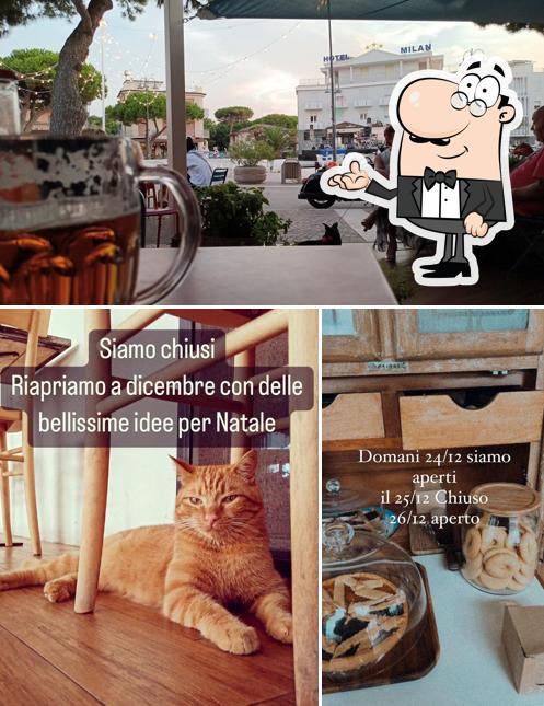 Guarda la foto che raffigura la interni e esterno di Il Gattaccio