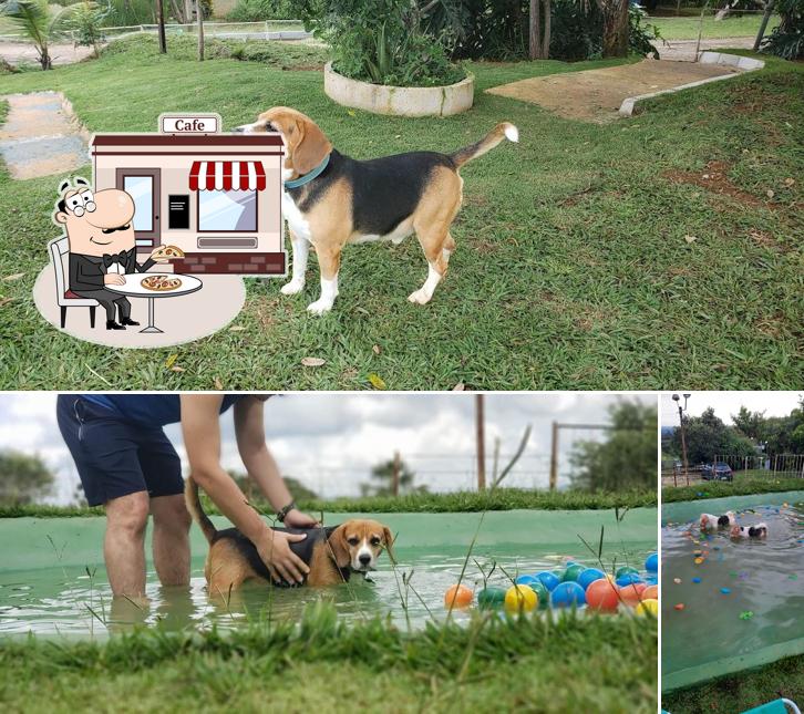 Desfrute da vista do exterior DOGIN CLUB