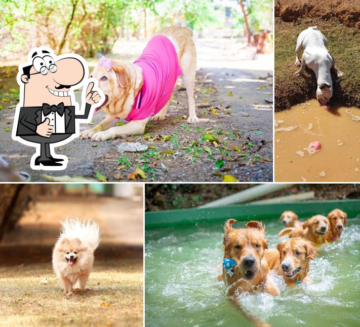 See the picture of DOGIN CLUB