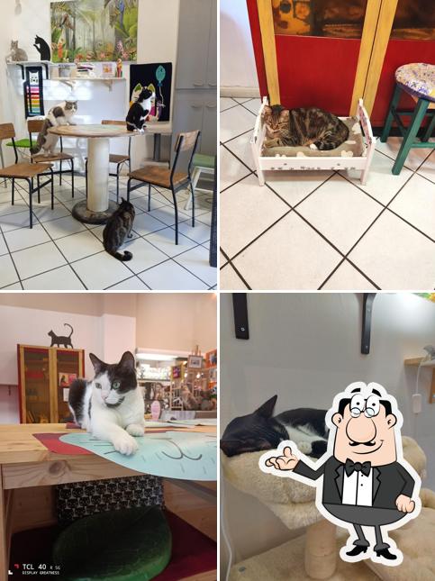 Dai un'occhiata agli interni di CATS