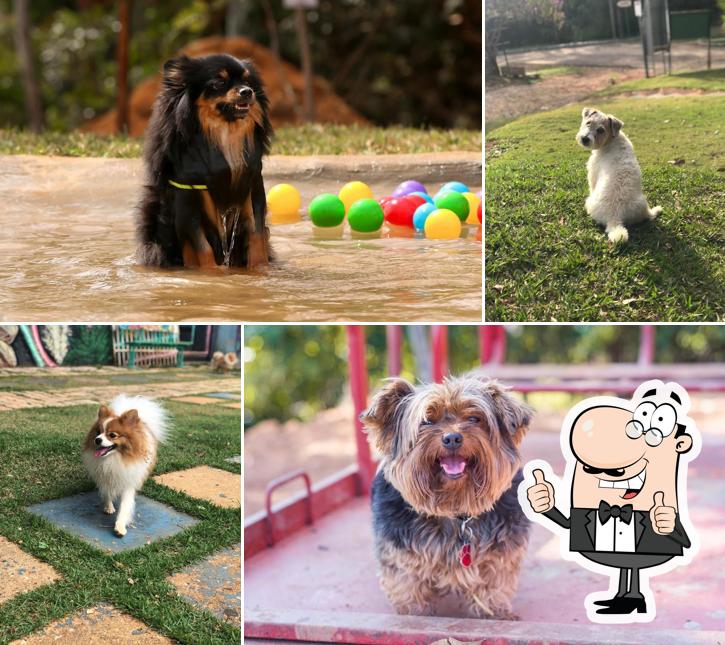 DOGIN CLUB image