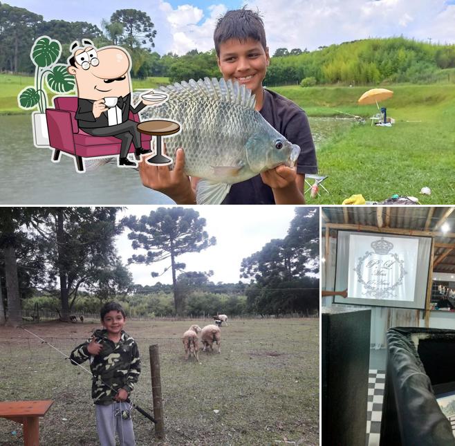 Entre diversos coisas, interior e peixe podem ser encontrados a Pesqueiro Avestruz *Sob Nova Direção* atualmente Pesque Pague Estrada Ecológica