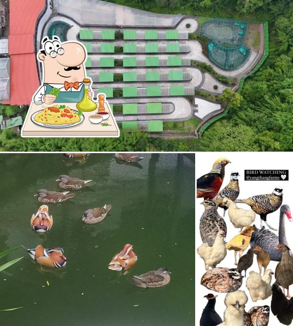 Yangthang Farms