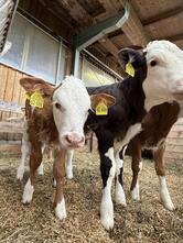 Pilchmilch