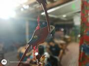 Flor de jambu Itapema