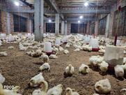 Chicken Corner Shammi Poultry