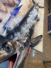 Pescheria/Gastronomia “Mare Azzurro “Modica
