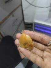 Shimla Bakery