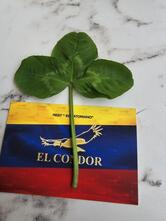 El Cóndor Bar Ristorante