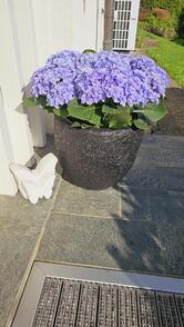 Blumen & Kaffee – by Marianne