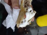 Lanchonete Farroupilha