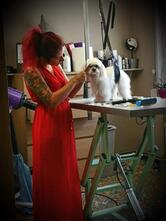 ANIMOZEN Toilettage & Doggy bar