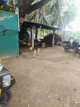 Thennanthoppu Kal Meen Kadai (Fish Shop)