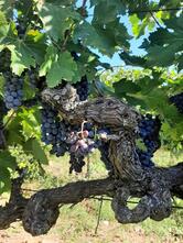 MadonnaBella Winery&Wine Shop Wine&Food Pairing