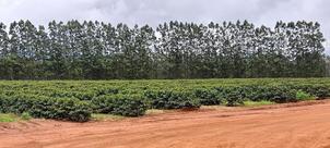 Fazenda Sequóia