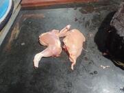 Nandi Chicken