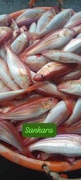 Kalapan Anna sea fish sales (கலாபன் அண்ணா கடல் மீன் விற்பனை)