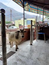 Annapurna Veg Restaurant