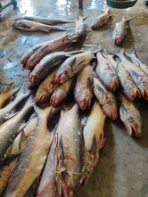Amrin Fish Company