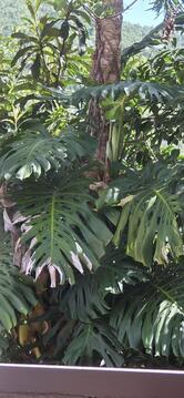 Quintal das Hortênsias Bistrô