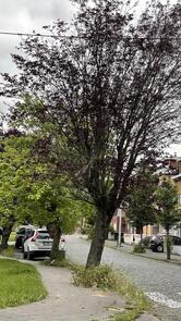 Central Parc