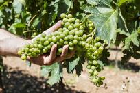 Casale Vallechiesa Winery
