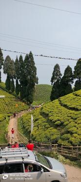 Golpahar Tea Shop
