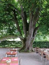 Restaurant Kastanienbaum
