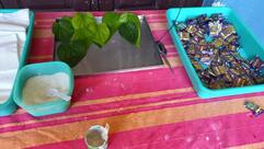 Sri Srikanteshvara Mess