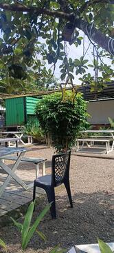 RED TEA. RESTAURANT ADOOR