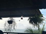Churrascaria Dona Branca