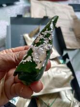 The Betel Leaf Co - Jaipur