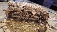 Black Forest Cakes & Bakery