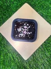 Kwality Pastry Parlour