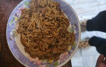 Dabbu Di Hatti
